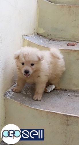 Semi Miniature Pomeranian Puppies For Sale Thiruvananthapuram Free Classifieds