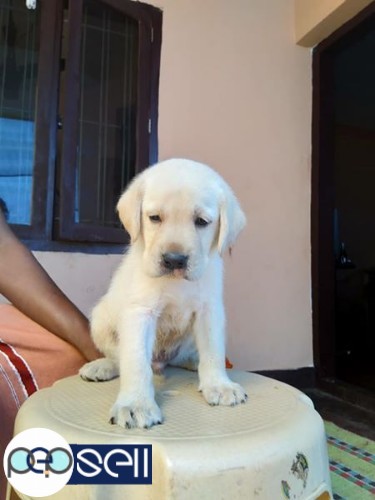 Lab male puppy for sale at Kannur 0 