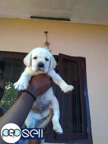 Lab male puppy for sale at Kannur 1 