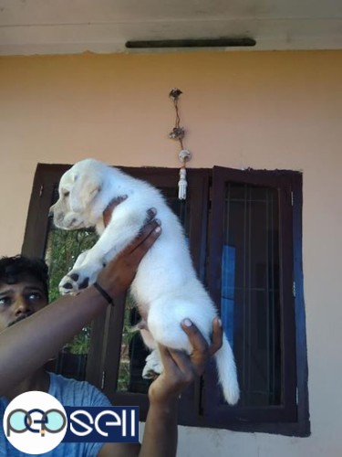 Lab male puppy for sale at Kannur 2 