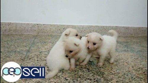 Female Pomeranian puppies 0 