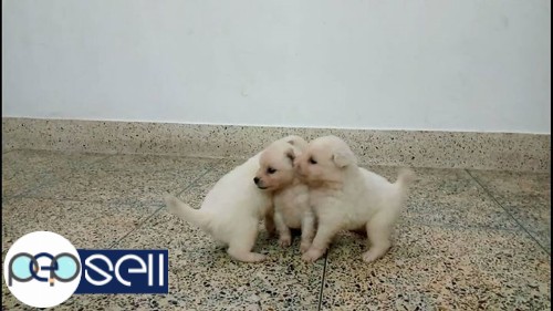 Female Pomeranian puppies 3 