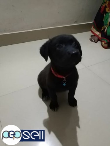 LABRADORS AVAILABLE at low price 1 