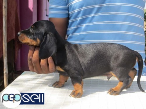 Dachshund 40 days puppy available good quality 2male and 3female 1 