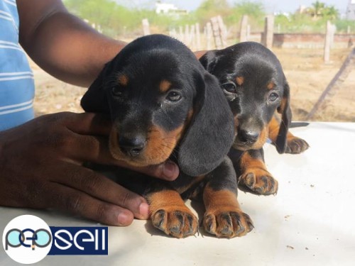 Dachshund 40 days puppy available good quality 2male and 3female 2 