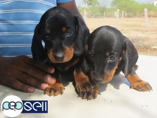 Dachshund 40 days puppy available good quality 2male and 3female 3 