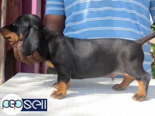 Dachshund 40 days puppy available good quality 2male and 3female 4 