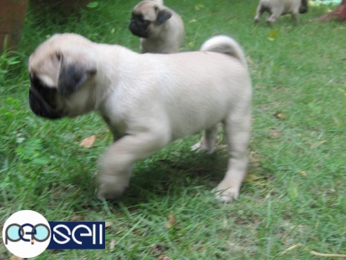 7 weeks old male and female pug puppy 1 