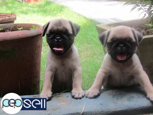 7 weeks old male and female pug puppy 4 