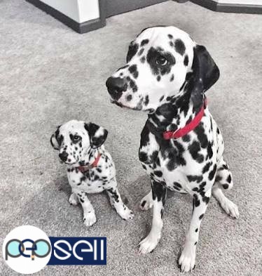 Nice spotted dalmatian puppy available 1 