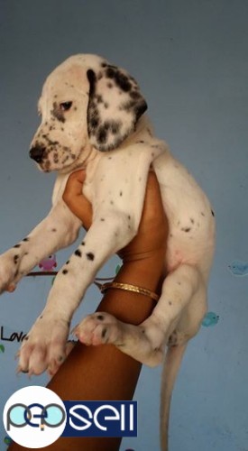 Nice spotted dalmatian puppy available 2 