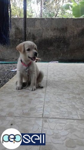 Lab female puppy for sale 5500 0 