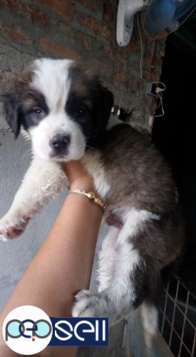 Massive Cute saint Barnard puppy available. 0 