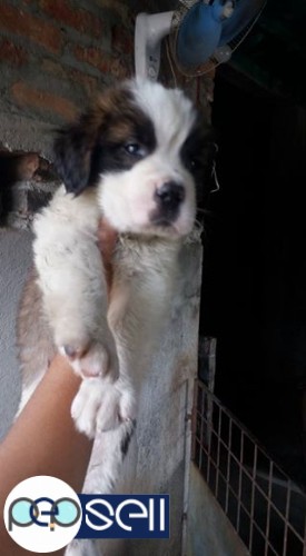 Massive Cute saint Barnard puppy available. 2 