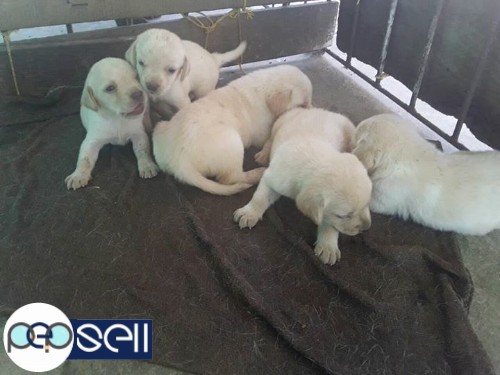 Lab female puppy available for sale 0 