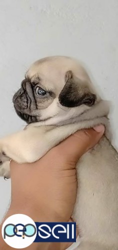 CERTIFIED PUG PUPPIES FOR SALE 0 