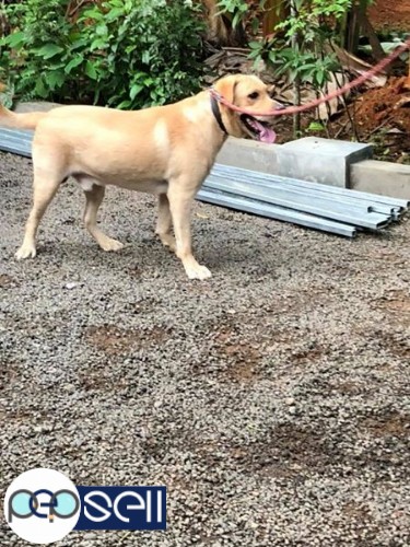 One year old lab dog male for sale 0 