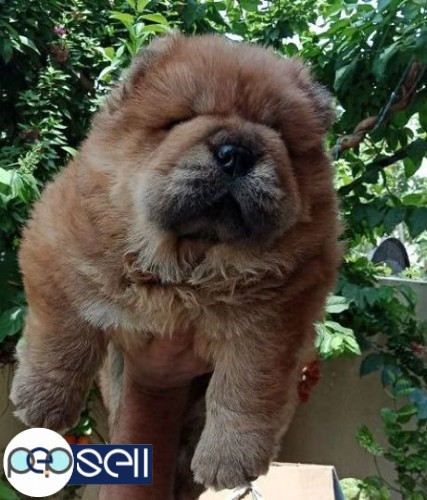 Chow chow puppy pure breed 0 