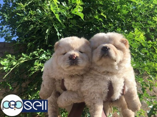 Chow chow puppy pure breed 1 