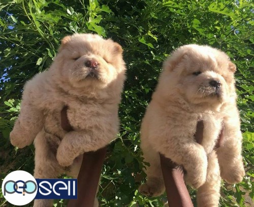 Chow chow puppy pure breed 2 