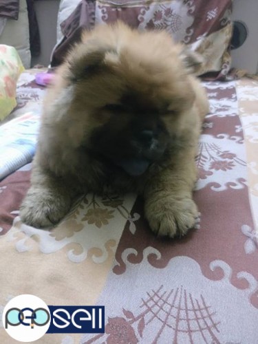 Chow chow puppy pure breed 3 