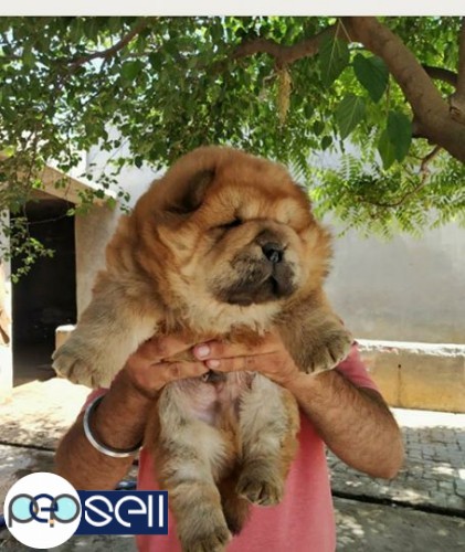 Chow chow puppy pure breed 4 