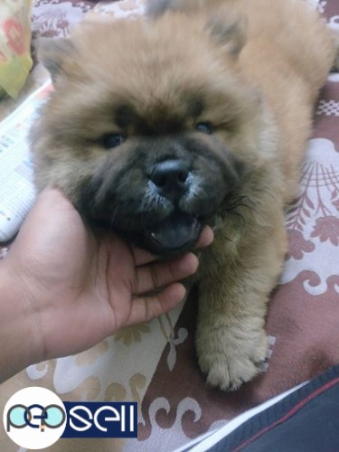 Chow chow puppy pure breed 5 