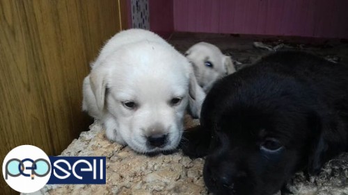 Imported quality lab puppy available 2 