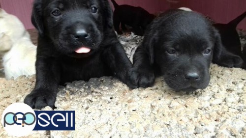 Imported quality lab puppy available 3 