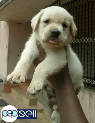 Heavy bone Labrador retriever off-white colour puppies for sale. 2 