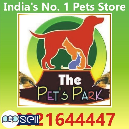 DOG PUPPIES & PERSIAN KITTEN ; THE PETS PARK ; 9021644447 0 