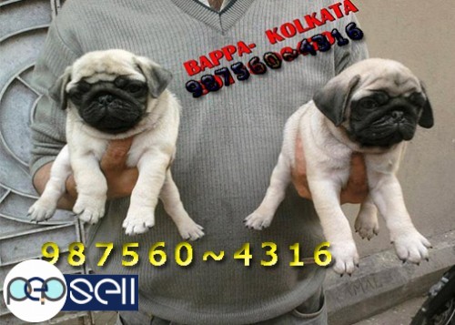 PUG  Dogs And Cute Puppies show Quality Original For sale At  DARJILING 0 
