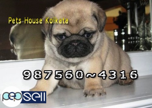 Show Quality Original PUG Dogs  Puppies For sale At  KALIMPONG 1 