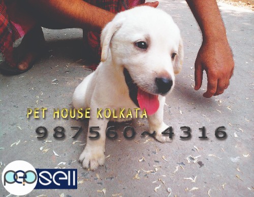 Show Quality  LABRADOR Dogs And Puppies for sale At KONNOGAR 0 