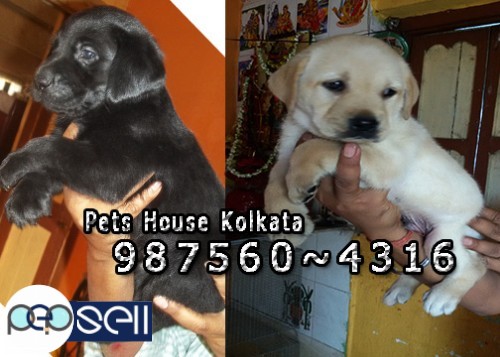 Show Quality  LABRADOR Dogs And Puppies for sale At KONNOGAR 1 