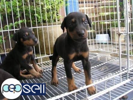Show Quality  LABRADOR Dogs And Puppies for sale At KONNOGAR 3 