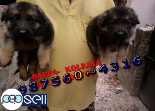 Show Quality GERMAN SHEPHERD Dogs And Puppies For sale At PURULIA 0 