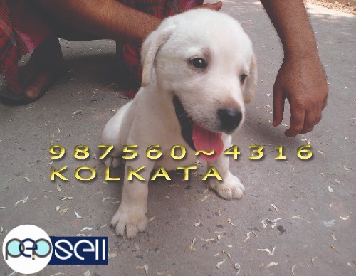 Show Quality LABRADOR Dogs And Puppies For sale at PURILIA 1 
