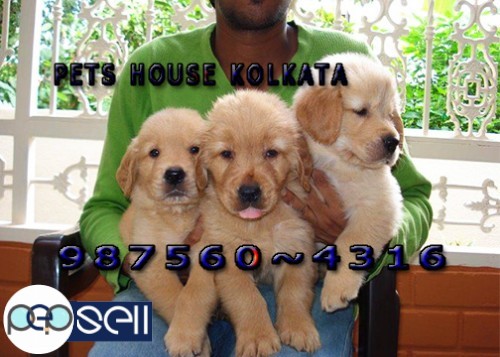 Show Quality GOLDEN RETRIEVER Dogs And Puppies for sale At  BAHARAMPUR 5 