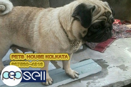 Show Quality  Massive PUG Dogs  And Puppies for sale At  RAJARHAT 1 