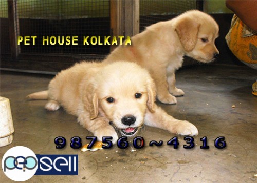 Imported Quality SAINT BERNARD Dogs And Puppies For sale At KOLKATA 3 