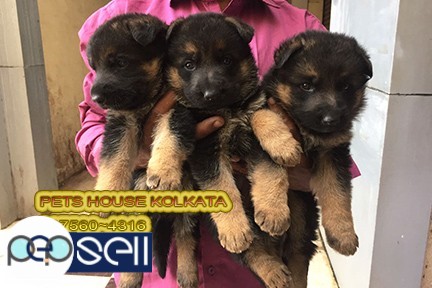 Imported Quality GERMAN SHEPHERD Dogs Ready To Sale At  DHANBAD 1 