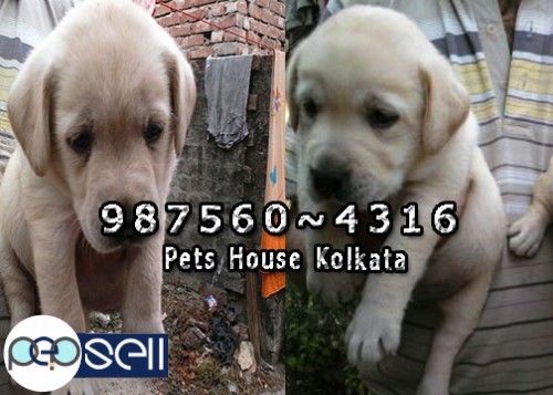 Show Quality LABRADOR Dogs And Puppies for sale At JAMSHEDPUR 0 