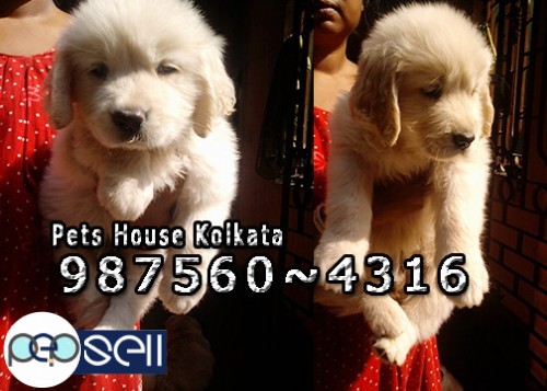 Imported Quality GOLDEN RETRIEVER Dogs And Puppies for sale at KOLKATA 0 