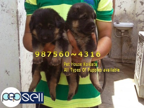 Show Quality KCI Registered GERMAN SHEPHERD Dogs For Sale At KANPUR 1 