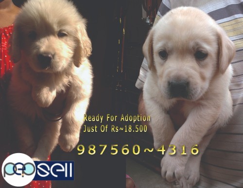 Show Quality Massive LABRADOR  Dogs  For  Sale At ~  PETS HOUSE KOLKATA 5 