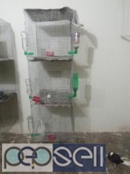 Used Piegion cage rack for sale in Bangalore 0 