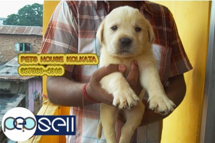 Show Quality LABRADOR Dogs For Sale At BHUBANESWAR 5 