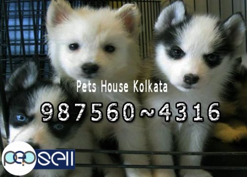 Show Quality Massive Siberian Husky Ready To Sale At Pets 8230 Kolkata Free Classifieds