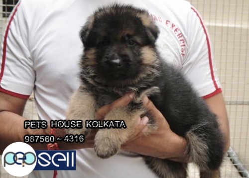 Show Quality GERMAN  SHEPHERD Dogs For Sale At SILCHAR From KOLKATA 1 